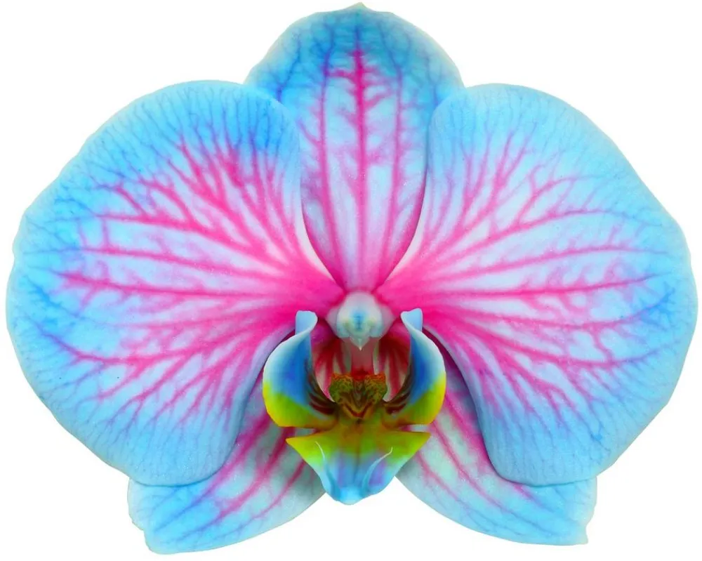 Dehner Orchideen > Schmetterlingsorchidee - Phalaenopsis cultivars 'Blue Wonder'