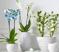 Dehner Orchideen > Schmetterlingsorchidee - Phalaenopsis cultivars 'Blue Wonder'