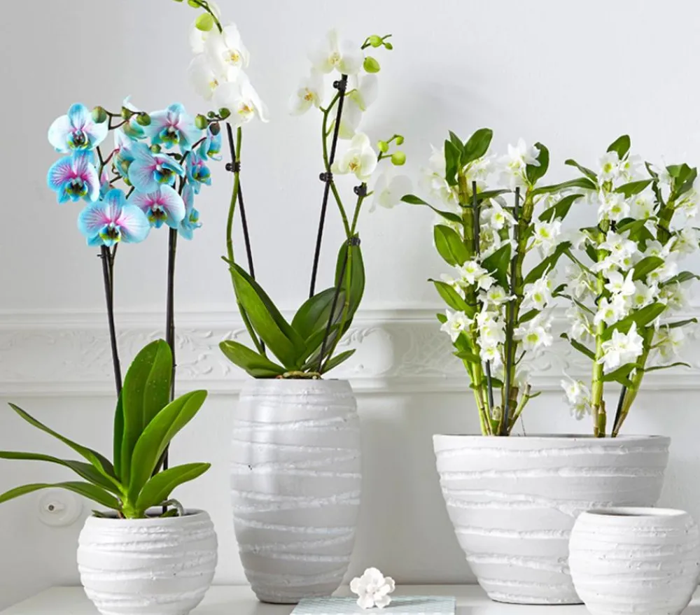 Dehner Orchideen > Schmetterlingsorchidee - Phalaenopsis cultivars 'Blue Wonder'