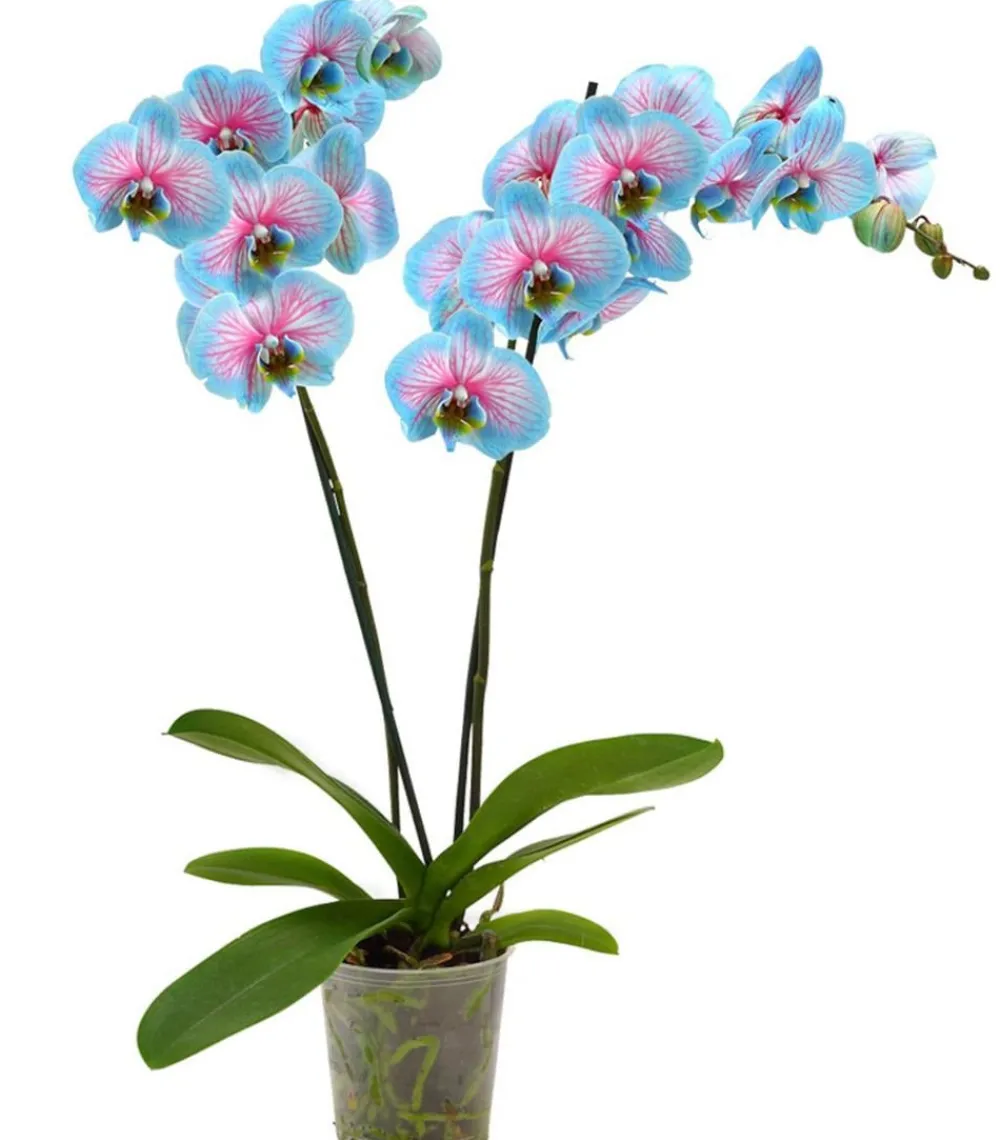 Dehner Orchideen > Schmetterlingsorchidee - Phalaenopsis cultivars 'Blue Wonder'