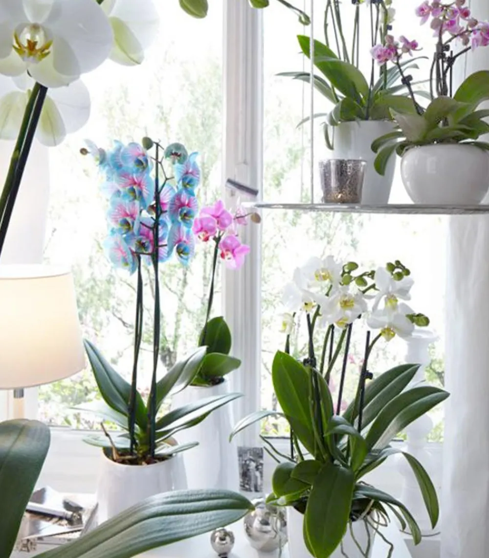 Dehner Orchideen > Schmetterlingsorchidee - Phalaenopsis cultivars 'Blue Wonder'