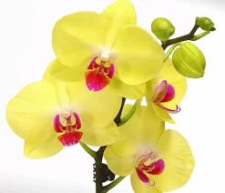 Dehner Orchideen - Schmetterlingsorchidee - Phalaenopsis cultivars, zweitriebig Gelb