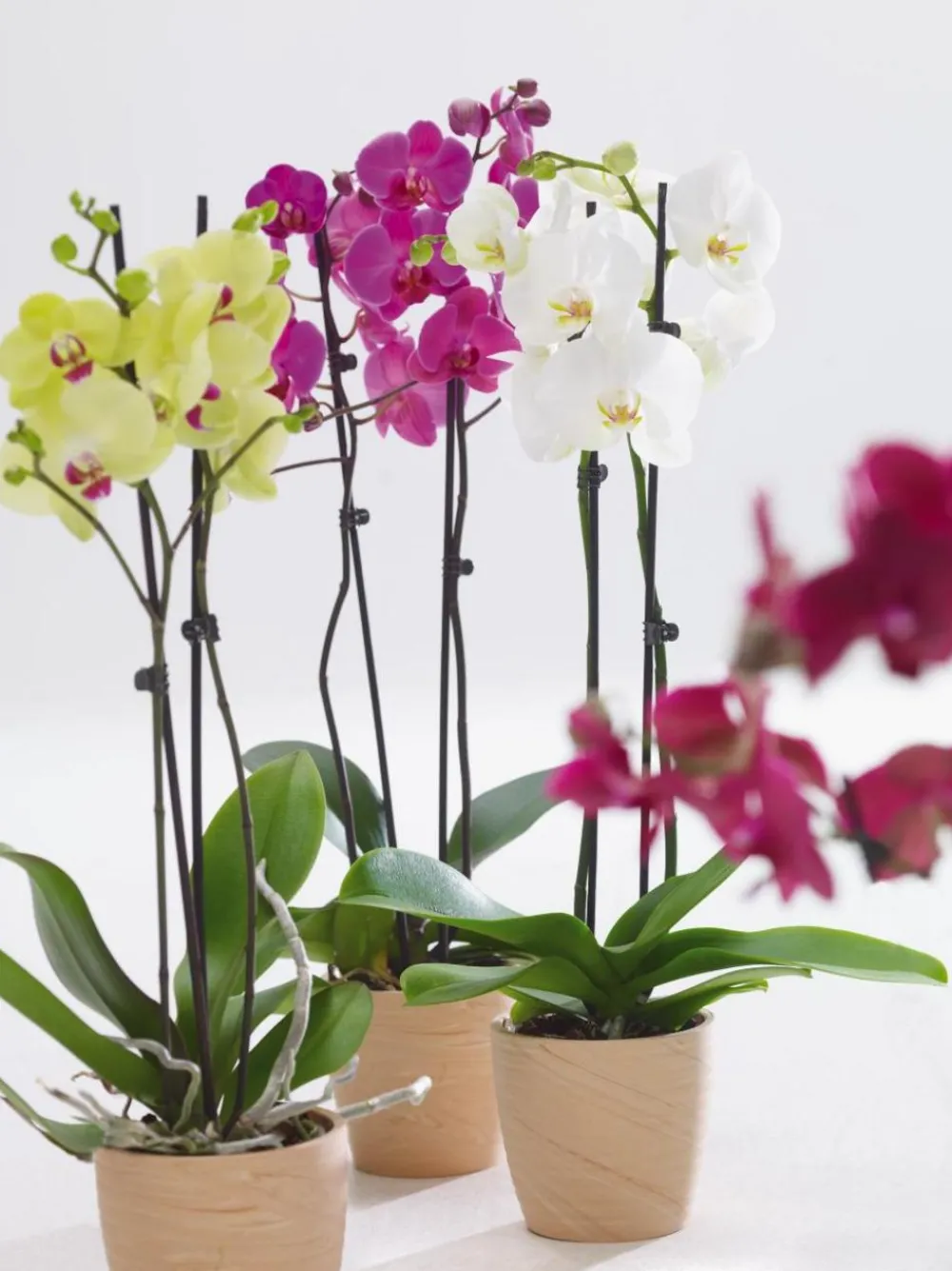 Dehner Orchideen - Schmetterlingsorchidee - Phalaenopsis cultivars, zweitriebig Gelb