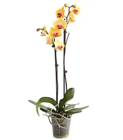 Dehner Orchideen - Schmetterlingsorchidee - Phalaenopsis cultivars, zweitriebig Gelb