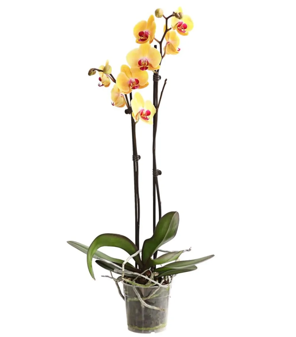 Dehner Orchideen - Schmetterlingsorchidee - Phalaenopsis cultivars, zweitriebig Gelb