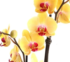 Dehner Orchideen - Schmetterlingsorchidee - Phalaenopsis cultivars, zweitriebig Gelb