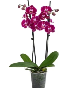 Dehner Orchideen > Schmetterlingsorchidee - Phalaenopsis cultivars 'Binty'