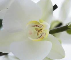 Dehner Orchideen > Schmetterlingsorchidee - Phalaenopsis cultivars,