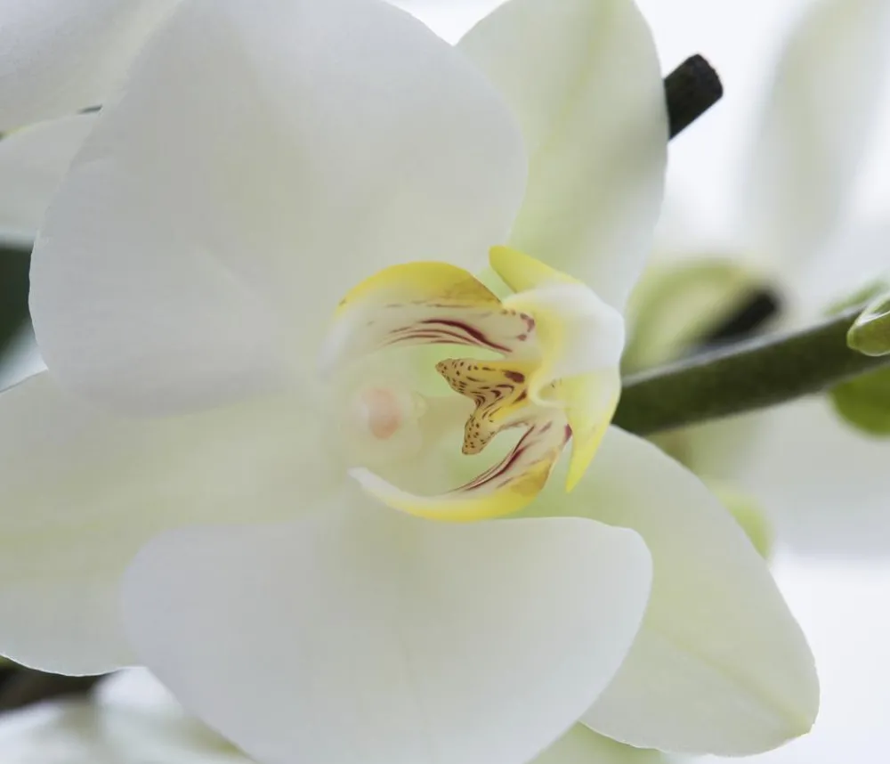 Dehner Orchideen > Schmetterlingsorchidee - Phalaenopsis cultivars,