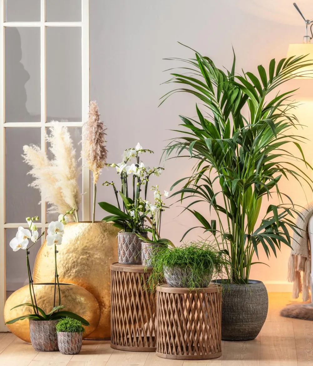 Dehner Orchideen > Schmetterlingsorchidee - Phalaenopsis cultivars,