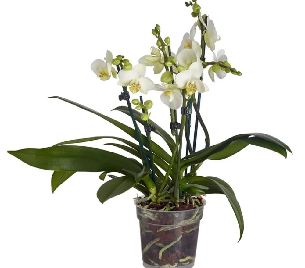 Dehner Orchideen > Schmetterlingsorchidee - Phalaenopsis cultivars,