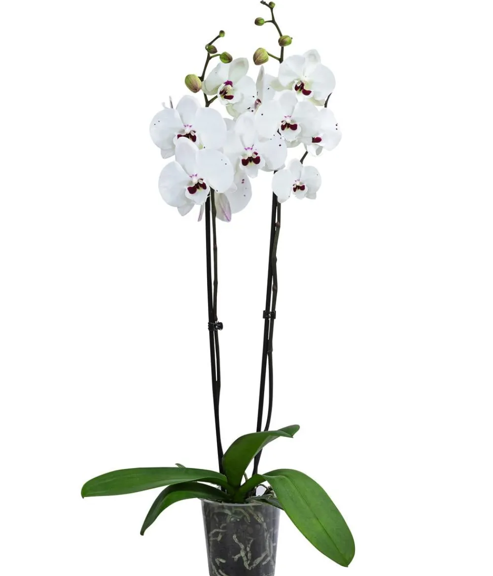 Dehner Orchideen > Schmetterlingsorchidee - Phalaenopsis cultivars 'Reyoung Prince'