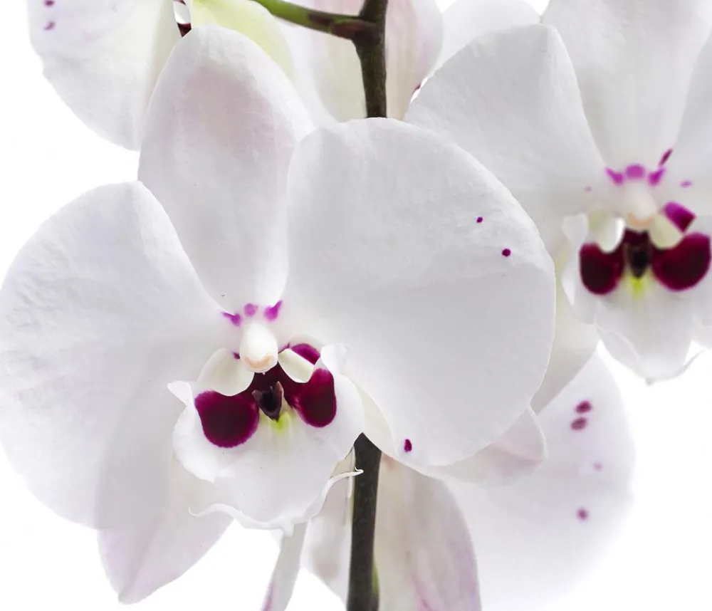 Dehner Orchideen > Schmetterlingsorchidee - Phalaenopsis cultivars 'Reyoung Prince'