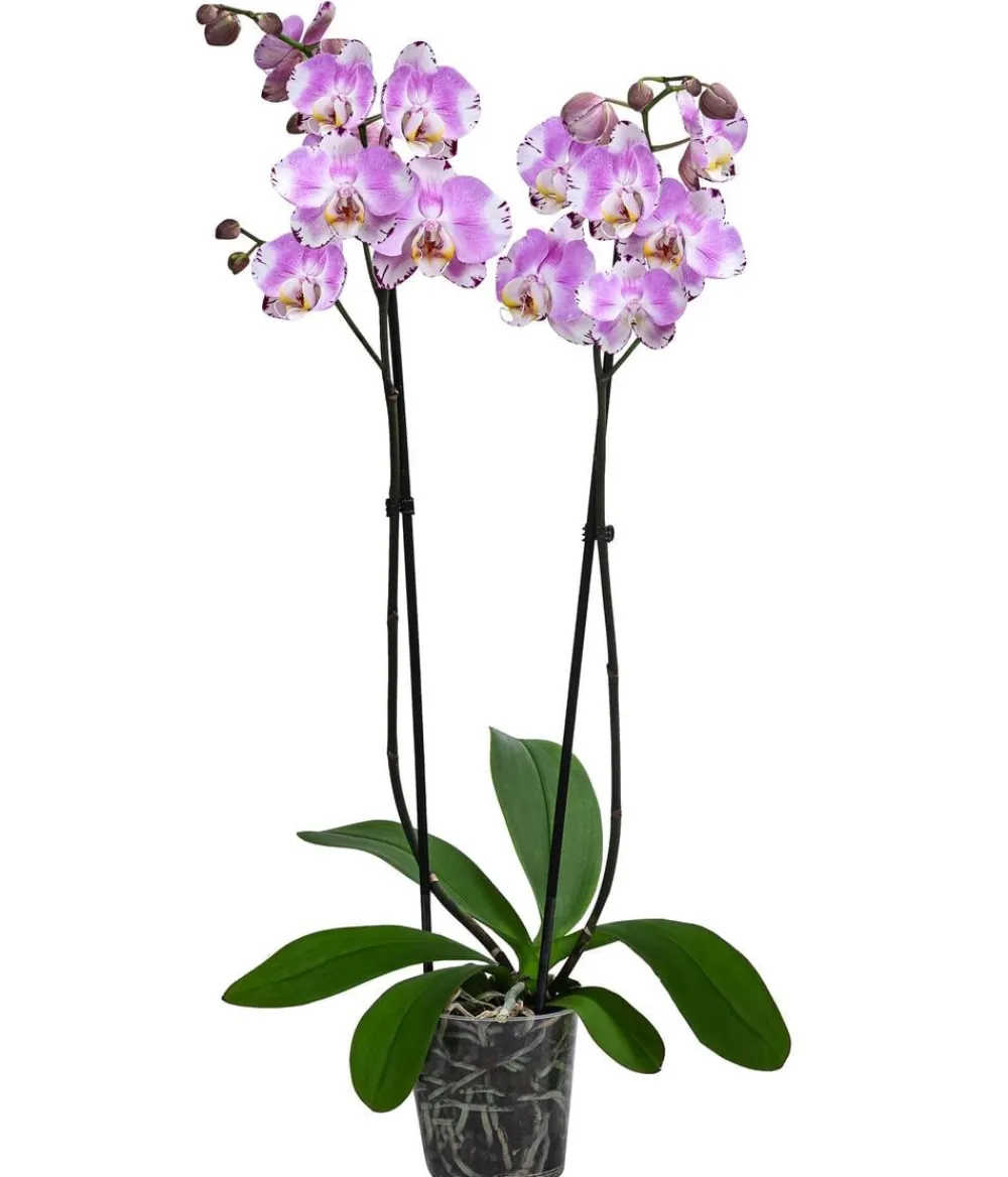 Dehner Orchideen > Schmetterlingsorchidee - Phalaenopsis cultivars 'Art Nouveau'