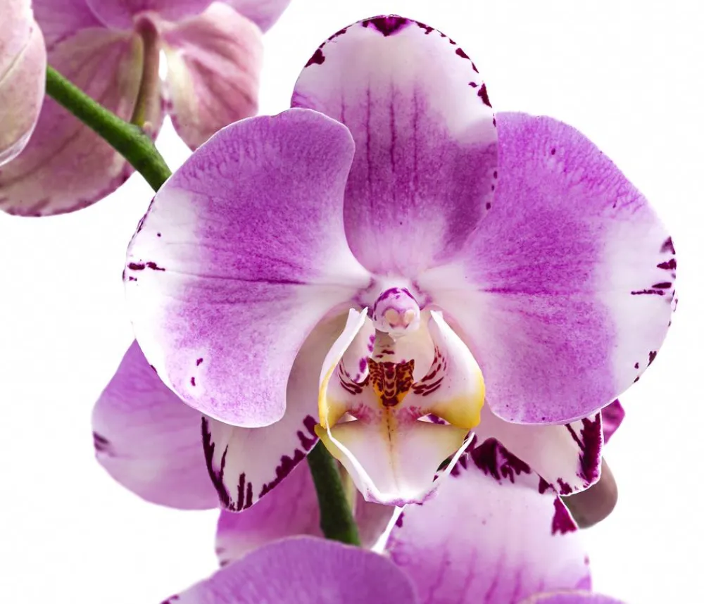 Dehner Orchideen > Schmetterlingsorchidee - Phalaenopsis cultivars 'Art Nouveau'