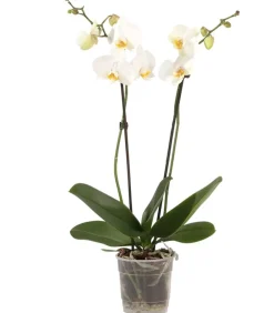 Dehner Orchideen > Schmetterlingsorchidee - Phalaenopsis cultivars, zweitriebig