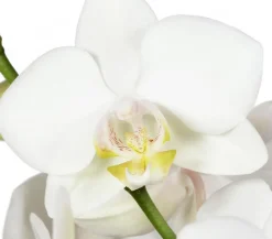 Dehner Orchideen > Schmetterlingsorchidee - Phalaenopsis cultivars, zweitriebig