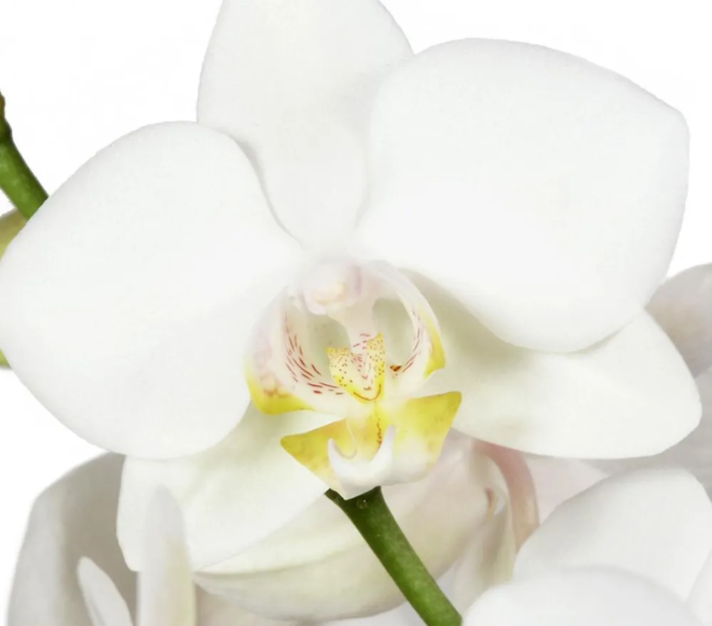 Dehner Orchideen > Schmetterlingsorchidee - Phalaenopsis cultivars, zweitriebig