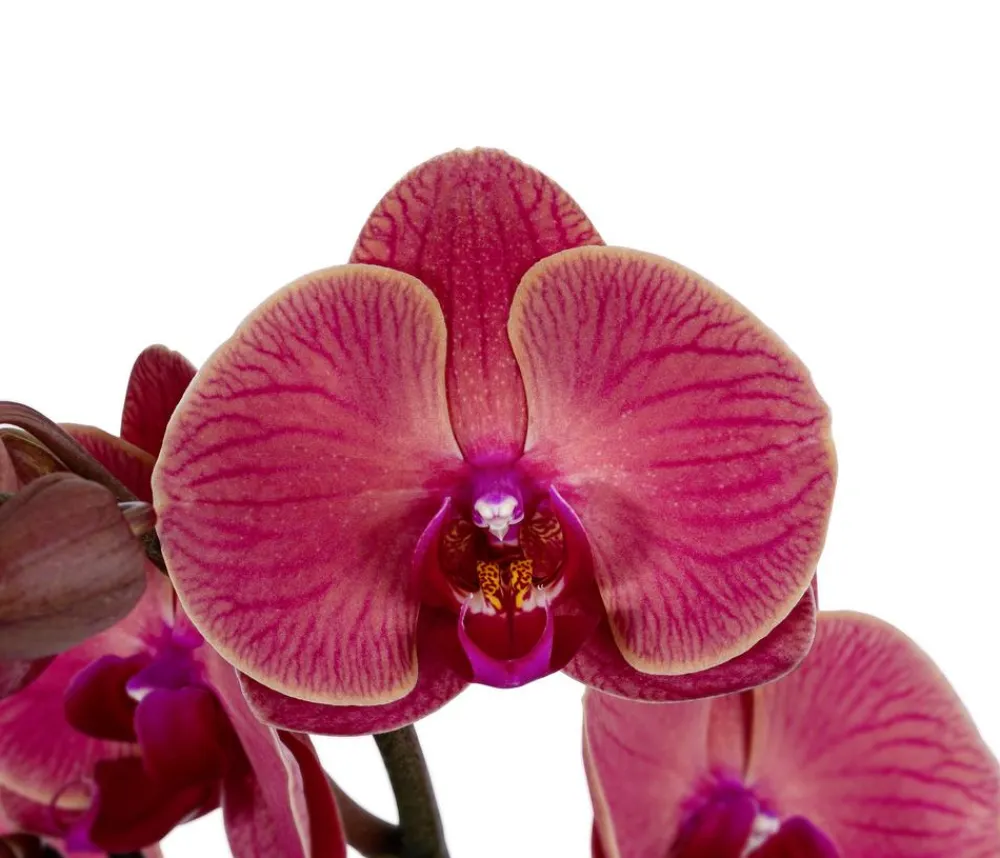 Dehner Orchideen > Schmetterlingsorchidee - Phalaenopsis cultivars 'Coral'