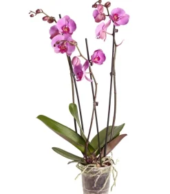 Dehner Orchideen > Schmetterlingsorchidee - Phalaenopsis cultivars, dreitriebig