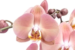 Dehner Orchideen > Schmetterlingsorchidee - Phalaenopsis cultivars 'Suki'