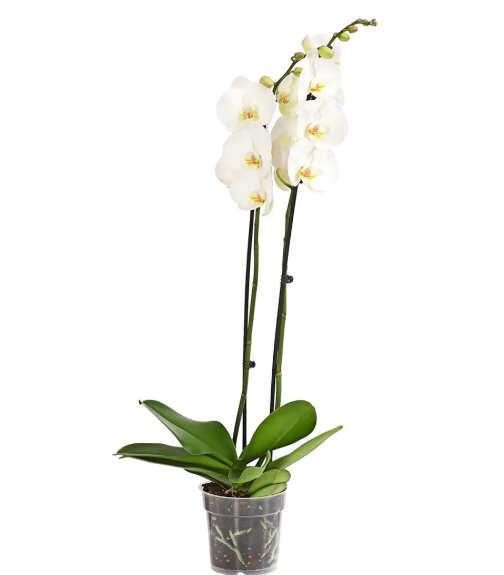 Dehner Orchideen > Schmetterlingsorchidee - Phalaenopsis cultivars, zweitriebig, großblütig