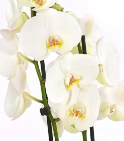 Dehner Orchideen > Schmetterlingsorchidee - Phalaenopsis cultivars, zweitriebig, großblütig
