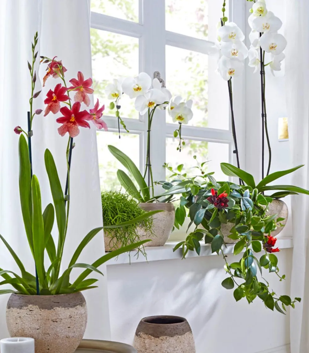 Dehner Orchideen > Schmetterlingsorchidee - Phalaenopsis cultivars, zweitriebig, großblütig