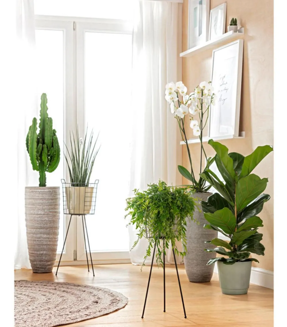 Dehner Orchideen > Schmetterlingsorchidee - Phalaenopsis cultivars, zweitriebig, großblütig