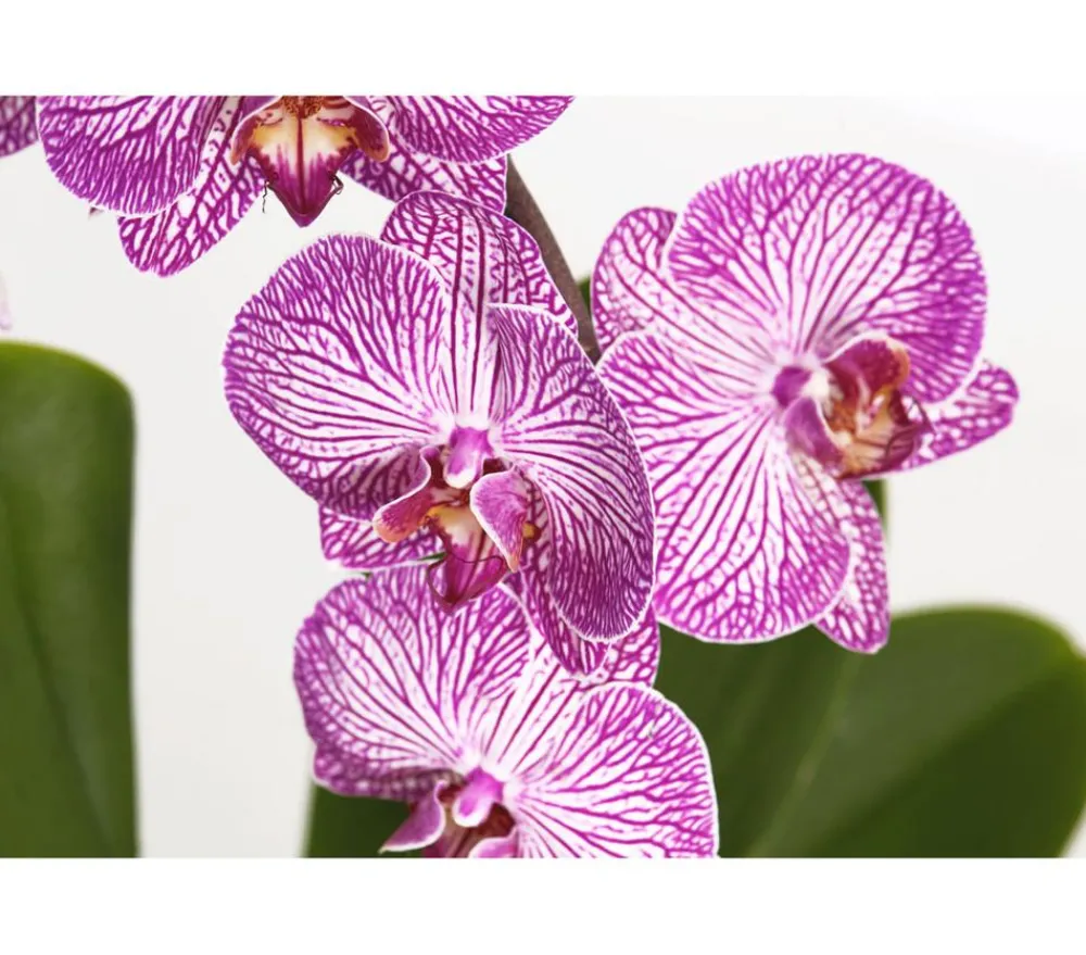 Dehner Orchideen > Schmetterlingsorchidee - Phalaenopsis cultivars Kascade, verschiedene Farben