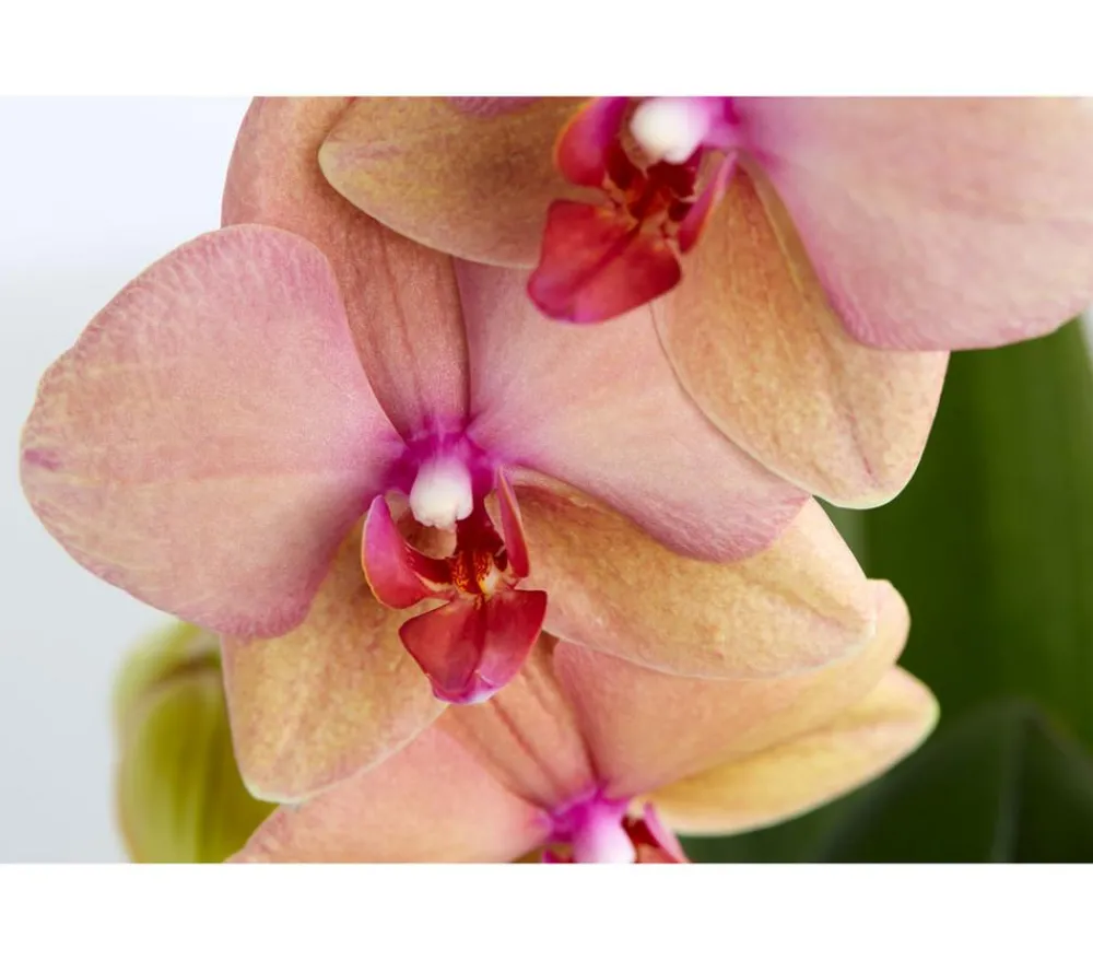 Dehner Orchideen > Schmetterlingsorchidee - Phalaenopsis cultivars Kascade, verschiedene Farben