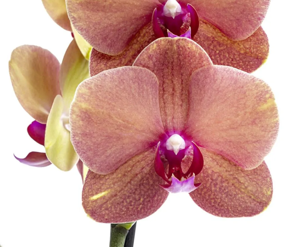 Dehner Schmetterlingsorchidee - Phalaenopsis cultivars 'Surfsong' Apricot Hot