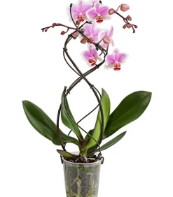 Dehner Schmetterlingsorchidee - Phalaenopsis cultivars 'Twister', verschiedene Farben Clearance