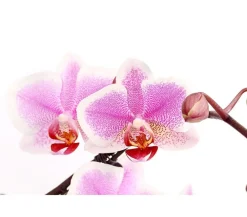 Dehner Schmetterlingsorchidee - Phalaenopsis cultivars 'Twister', verschiedene Farben Clearance