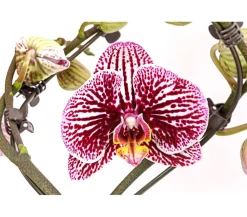 Dehner Schmetterlingsorchidee - Phalaenopsis cultivars 'Twister', verschiedene Farben Clearance
