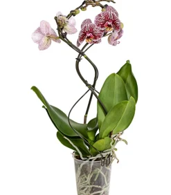 Dehner Schmetterlingsorchidee - Phalaenopsis cultivars 'Twister', verschiedene Farben Clearance