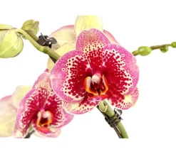 Dehner Schmetterlingsorchidee - Phalaenopsis cultivars 'Twister', verschiedene Farben Clearance
