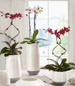 Dehner Schmetterlingsorchidee - Phalaenopsis cultivars 'Twister', verschiedene Farben Clearance