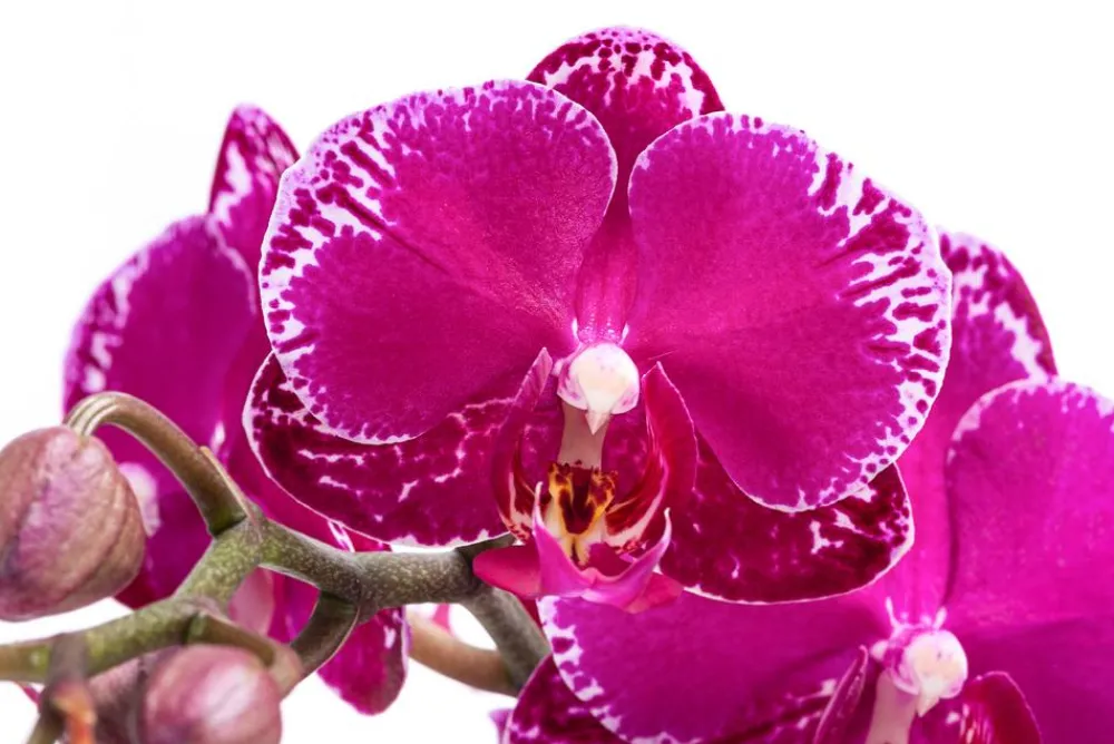 Dehner Orchideen > Schmetterlingsorchidee - Phalaenopsis cultivars 'Toshi'