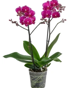 Dehner Schmetterlingsorchidee - Phalaenopsis cultivars 'Asian Violin' New