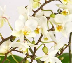 Dehner Schmetterlingsorchidee - Phalaenopsis cultivars 'Wildflower' Weiß