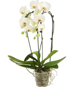 Dehner Schmetterlingsorchidee - Phalaenopsis cultivaris 'Cascade' Weiß Online