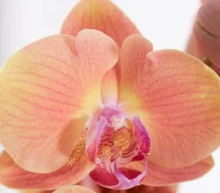 Dehner Schmetterlingsorchidee - Phalaenopsis cultivars, dreitriebig Gelb
