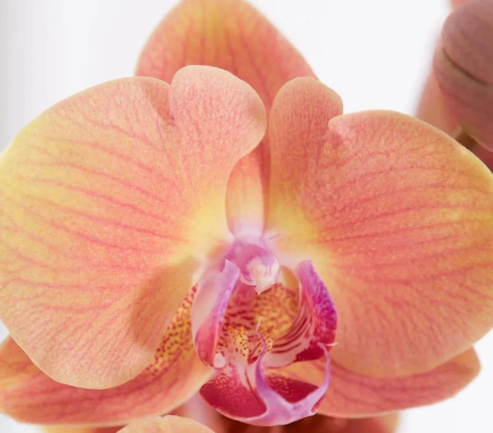 Dehner Schmetterlingsorchidee - Phalaenopsis cultivars, dreitriebig Gelb