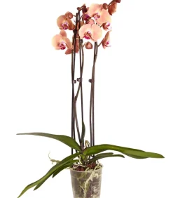 Dehner Schmetterlingsorchidee - Phalaenopsis cultivars, dreitriebig Gelb