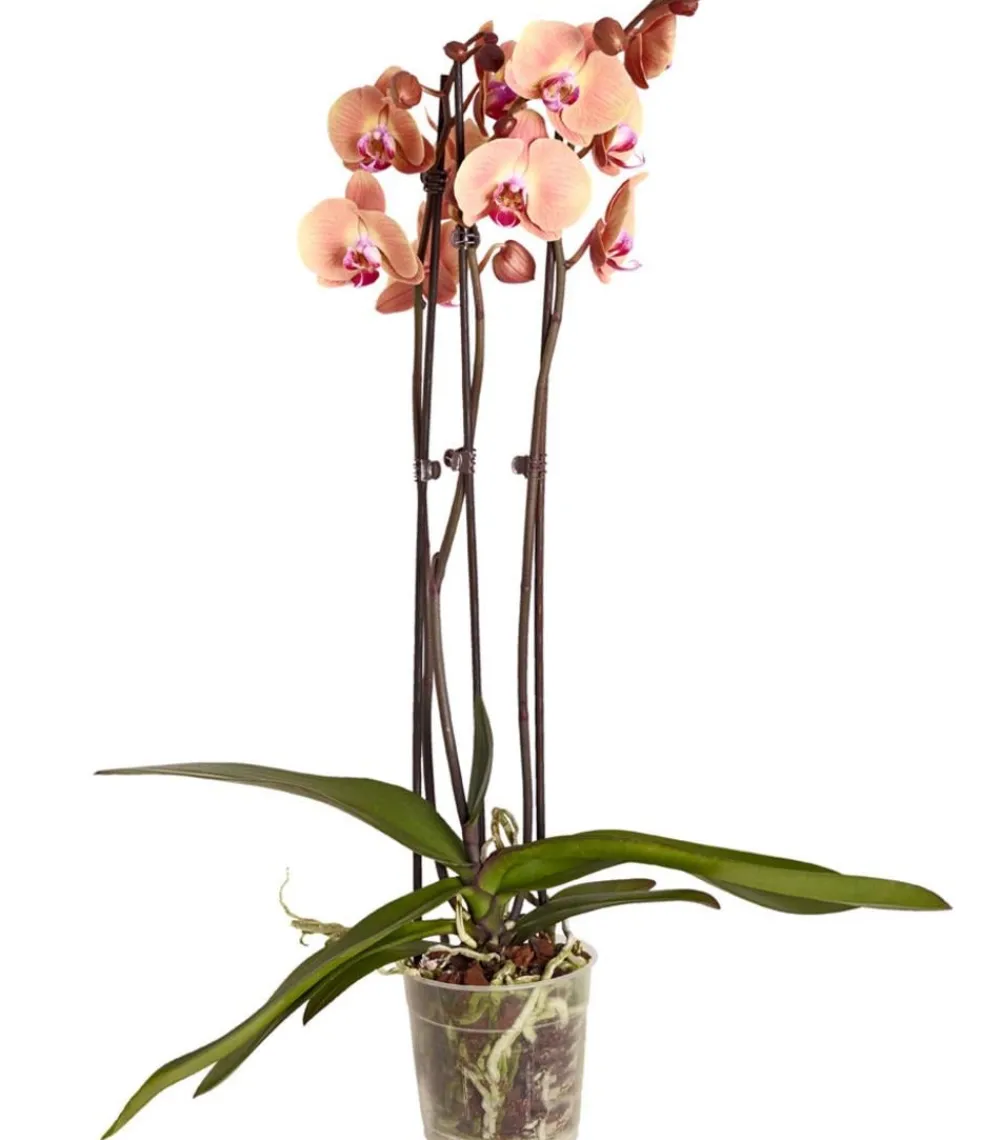 Dehner Schmetterlingsorchidee - Phalaenopsis cultivars, dreitriebig Gelb