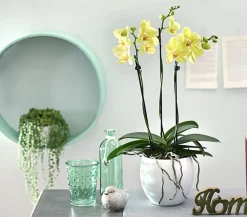 Dehner Schmetterlingsorchidee - Phalaenopsis cultivars, dreitriebig Gelb