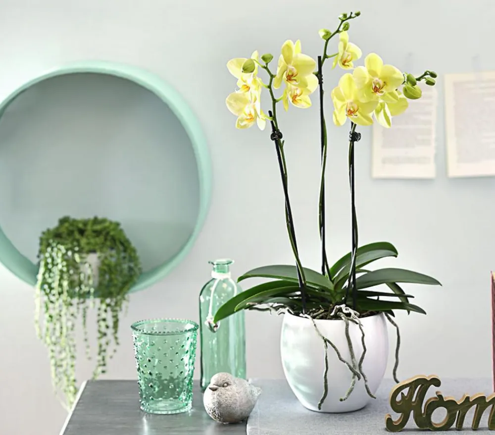 Dehner Schmetterlingsorchidee - Phalaenopsis cultivars, dreitriebig Gelb
