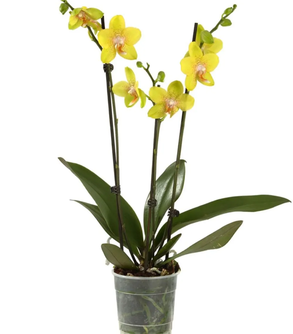 Dehner Schmetterlingsorchidee - Phalaenopsis cultivars, dreitriebig Gelb