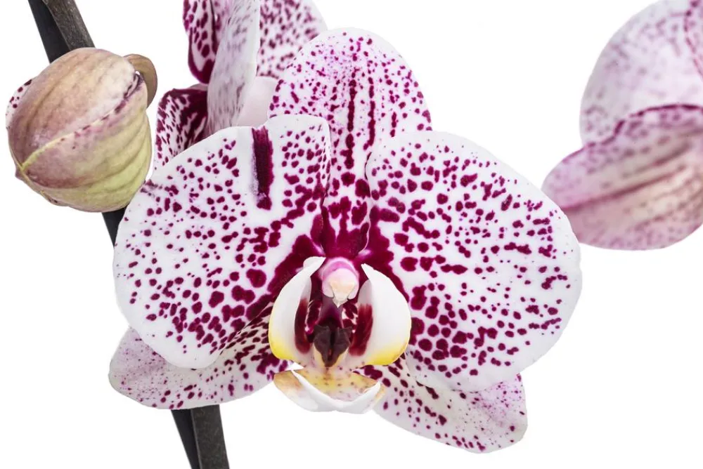 Dehner Orchideen - Schmetterlingsorchidee - Phalaenopsis cultivars 'Aladdin'